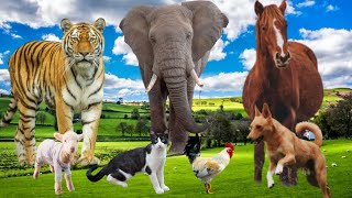 Sounds of Wildlife animals: Sheep, Dogs, Cats, elephant, stag, squirrel, lion, Birds, Monkey...