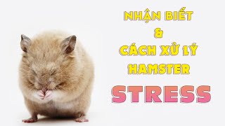 DẤU HIỆU NHẬN BIẾT VÀ CÁCH CHĂM SÓC HAMSTER BỊ STRESS | Thiên Đường Thú Cưng