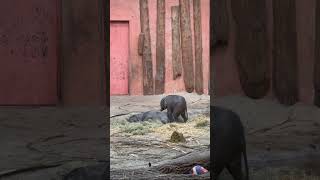 Baby elephants going to sleep together #babyelephant #animals #elephant