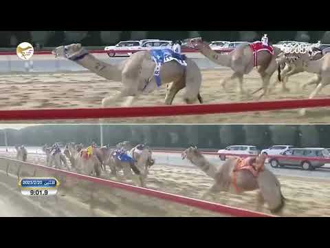 الشوط 11 داغر ل راشد سعيد علي المزروعي 12 38 04 مهرجان ختامي المرموم التراثي 2023 02 20 ثنايا