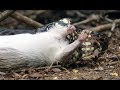 Snake Kills Rodent Which Fascinates Baby Capuchin  | Wild Brazil | BBC Earth