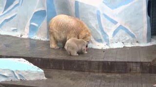 Мама, дай чайничек подержать или хоть из носика попить... 02.05.2016