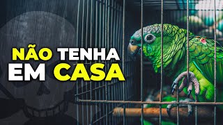 O Problema de Ter Um PAPAGAIO que POUCOS CONHECEM