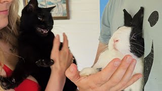 Rabbit meets cat for the first time