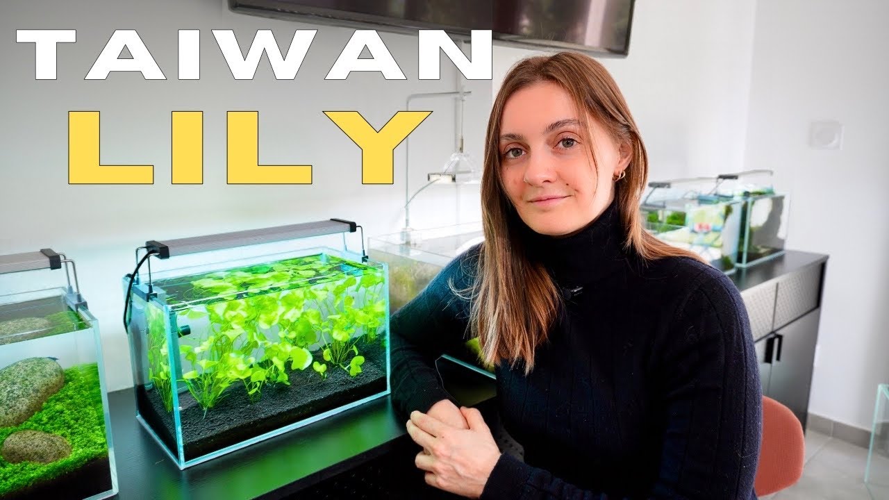 My Taiwan Lily Plant Experiment