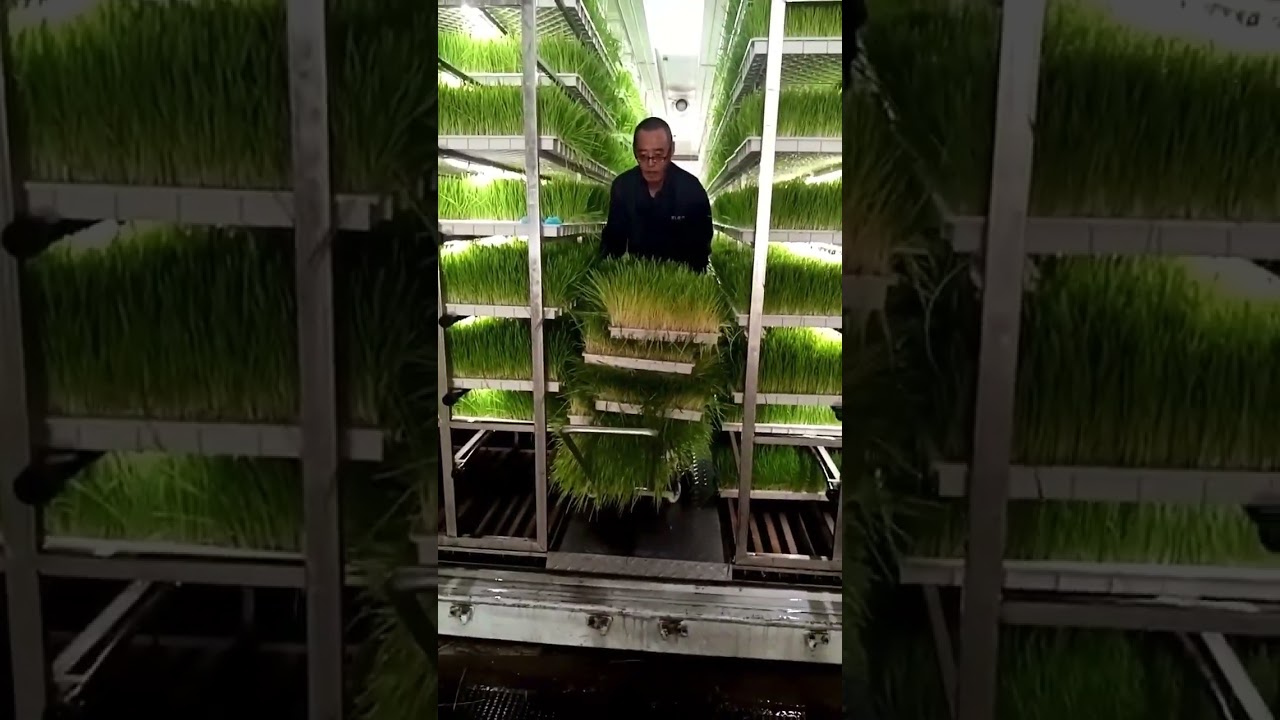 How to Establish a High Yield Hydroponic Fodder Factory? Lyine Fodder Factory in a Box! 