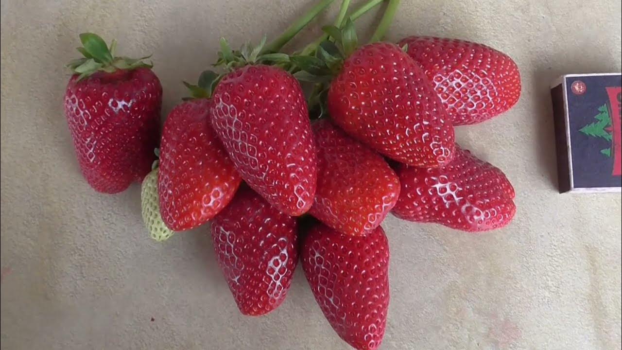 Клубника перчинкью описание сорта фото