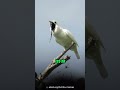 Jangan Dengar Suara Burung ini dari Dekat ☠️☠️