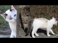 天気が良いので、活発に活動する猫達。今日はキキが、マメの遊び相手になってくれました