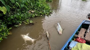 Bữa nay đi đánh trúng cá thát lát rồi,, kích cá miền Tây,, kênh Htgc tập 236