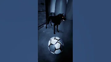 Scary Dog Bhuter Video Bhoot Video Bhoot Bhoot Video Bhutergolpo 