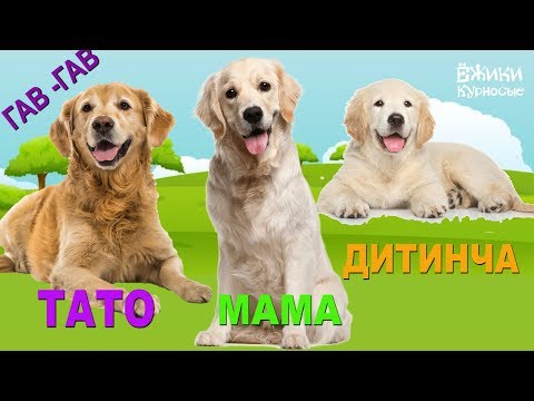Домашні Тварини та