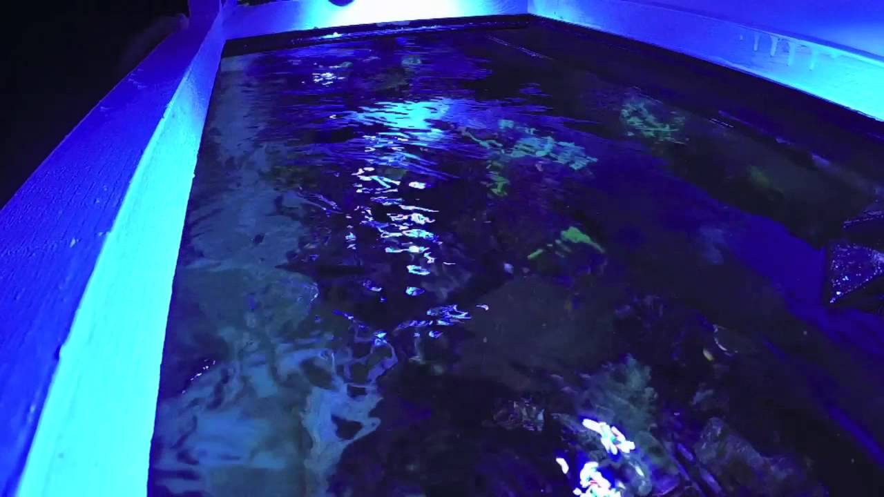 maxspect gyre vertical placement