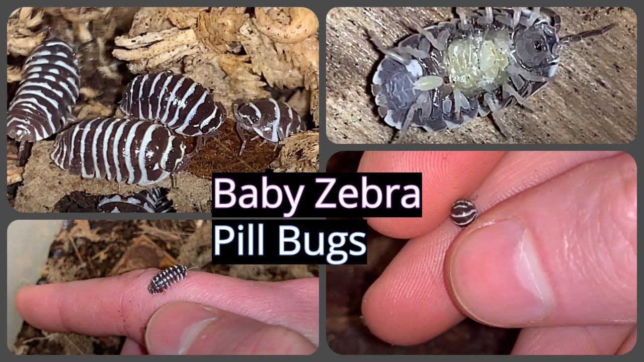 Baby Zebra Pill Bugs Marsupium Birth