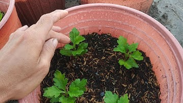 kĩ thuật trồng Hoa cúc phần 4 bấm ngọn cho hoa cúc đại đóa