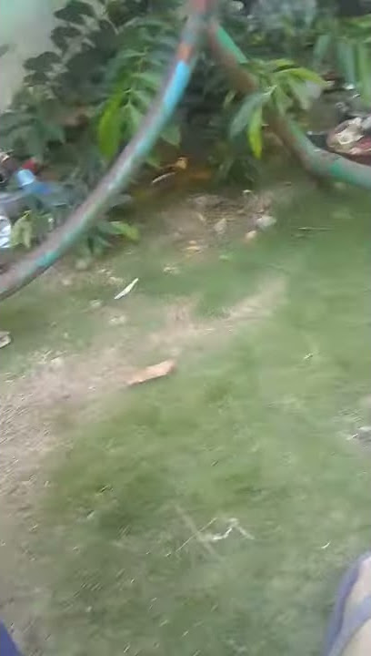 main ayun dek Alfi