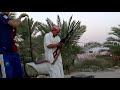 رمي بيكيسي خرافي رمي بيكيسي خرافي