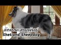 ลักษณะสายพันธุ์สุนัข Shetland Sheepdog