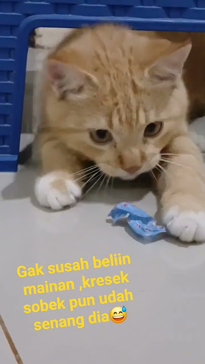 kresek sobek pun ,udah senang bim2😊😊#himalaya #cat #kucingoyen #kucinglucu #cutecat