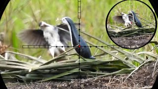 🔴SEPERTI BIASA JONTROT PL4YB0Y BERHASIL MEMIKAT RUAK RUAK