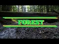 Forest Exploration Quiz