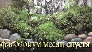 Вечный флорариум,  МЕСЯЦ СПУСТЯ...канал SID tv