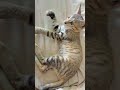 beautiful kitten 🤩🐾 minu 😺 #viral #cute #catshorts #catvideos #cats #kitten #ytshorts #meowgical