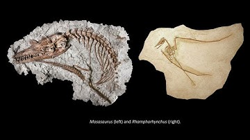 Exploring Methods in Fossil Photography