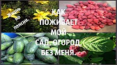 АНТОНІНА МОТОРІНА