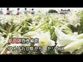 永良部百合の花 嶺陽子 (沖永良部島民謡)