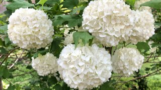 Snowball Viburnum Snowball-Like Flowers in Late Spring and Early Summer Plant Shows