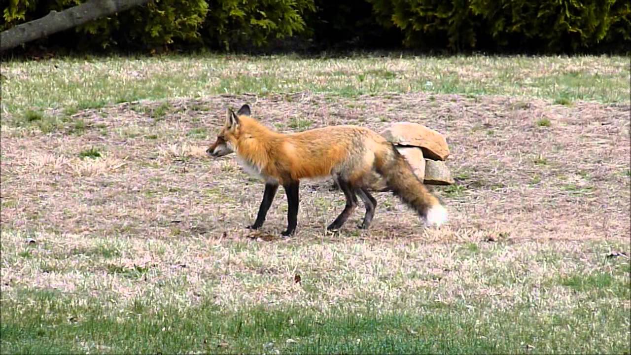 Bunny Tricks Fox! YouTube