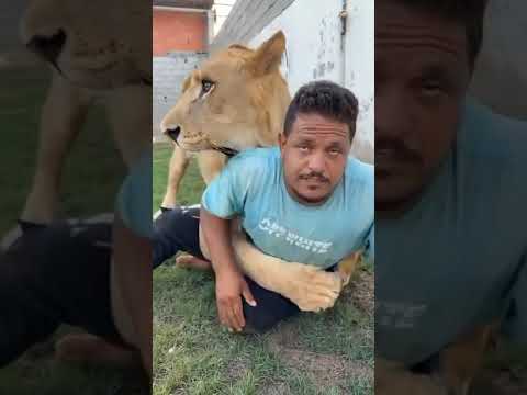 الاسد يهاجم عامل مصرى فى ليبيا