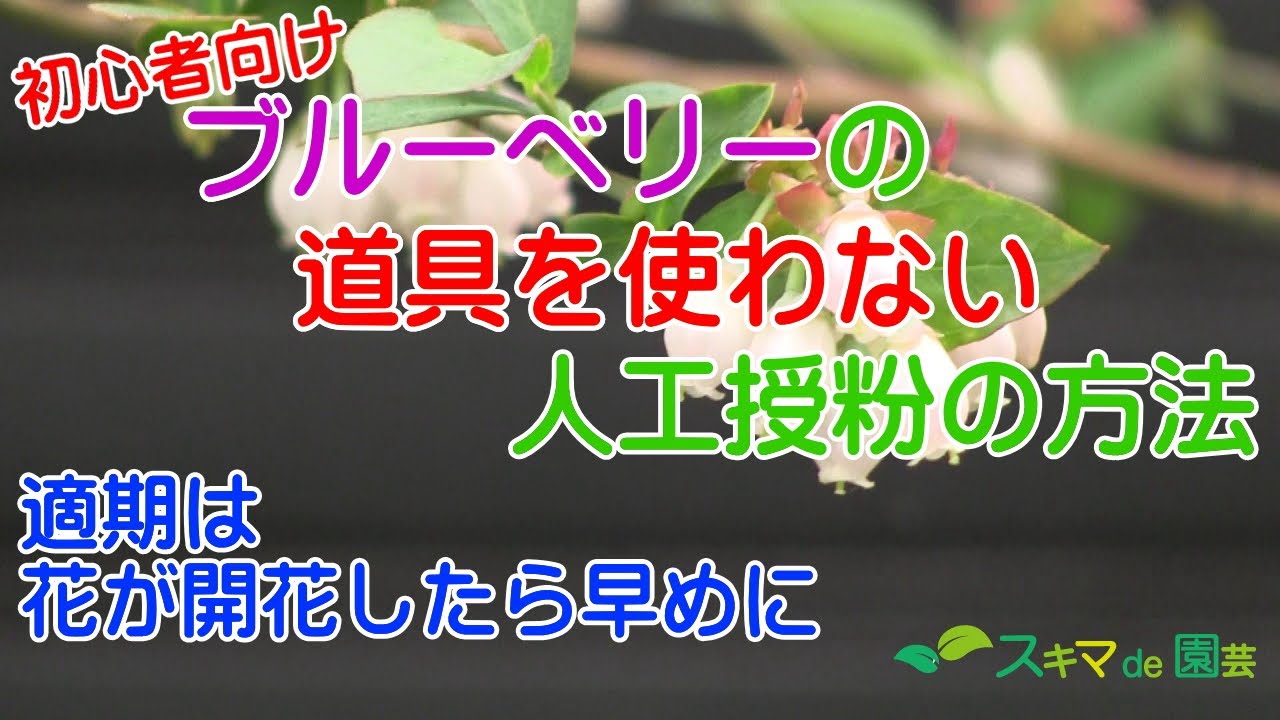 果樹 ブルーベリーの道具を使わない人工授粉の方法 スキマde園芸 Youtube