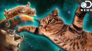 What The Heck Are These Cats Doing In Zero-G?!