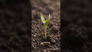 🌱 From a Tiny Seed to Beautiful Marigold Flowers 🧡🌼 | Seed to Bloom #Shorts #viral #viralvideo