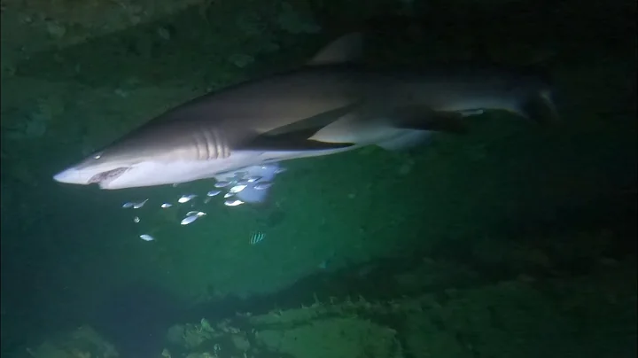 Sharks and Crays