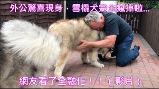 外公驚喜現身雪橇犬完全瘋掉啦   網友看了全融化影片