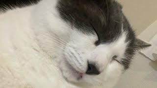 幸せお昼寝