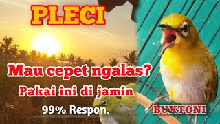 Pancingan PLECI BUXTONI ngalas nembak || masteran pleci ngalas