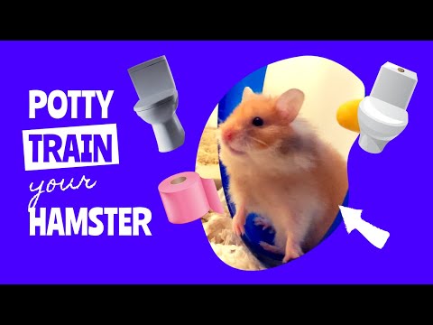 How To Potty
