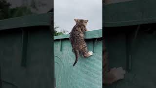 The little yellow cat is so lucky to have a companion who will never leave its side. #Likeability