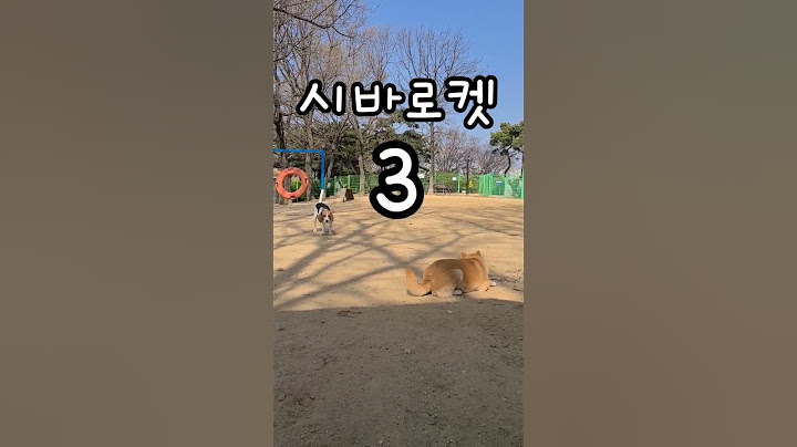 숨막히는 긴장감 비글 vs 시바 🤣 #shorts #shibainu #beagle