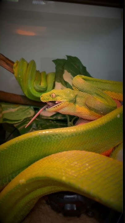 Green Tree Python eating in my hands. - YouTube