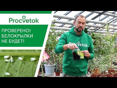 Гуманное средство УНИЧТОЖЕНИЯ БЕЛОКРЫЛКИ