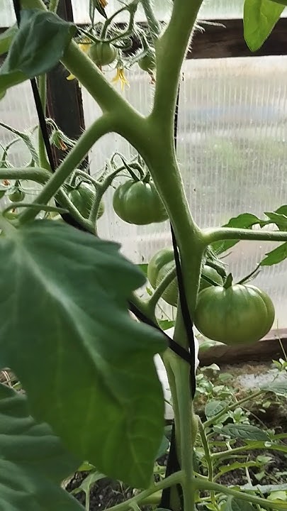 Большая мамочка 🍅👍 #рассада #дача #огород #сад #томаты #томатывсибири ...
