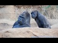 【再生数200万突破】子供が見てる シャバーニの交尾 ゴリラ shabani family gorilla 003 Mating 東山動植物園 20181218