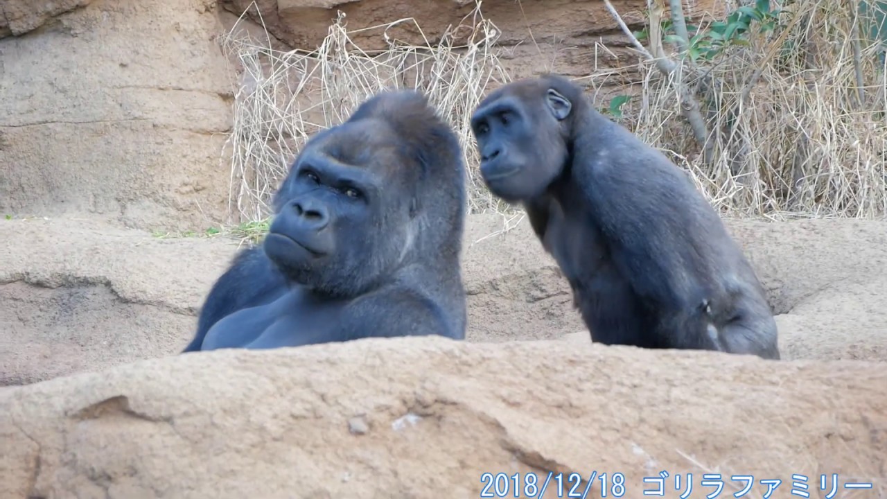 再生数200万突破】子供が見てる シャバーニの交尾 ゴリラ shabani