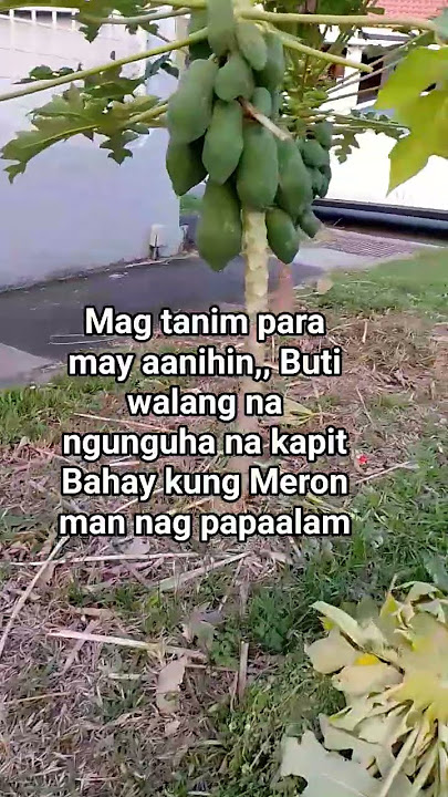 7:20 pm na pero maliwanag parin dito sa Singapore,,, grabe dami talaga bunga Ng papaya