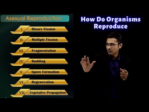 How Do Organisms